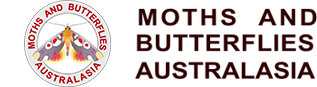 Moths and Butterfly Australasia logo
